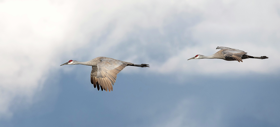 Cranes and Clouds Photograph by Loree Johnson