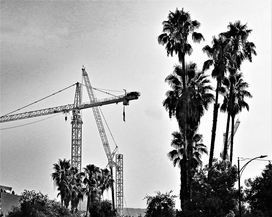 Cranes And Palms BW Photograph by Andrew Lawrence