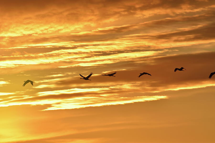 Cranes are flying in line through the golden sky at sunset Photograph by Ulrich Kunst And Bettina Scheidulin