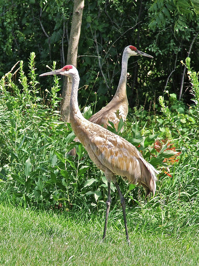 Cranes at Acewood Basin Photograph by Janis Senungetuk