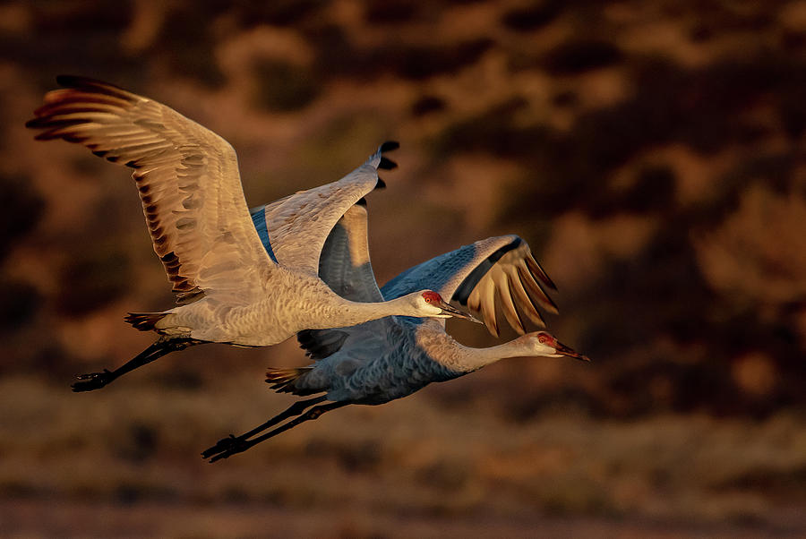 Cranes at Dawn # Photograph by Mindy Musick King