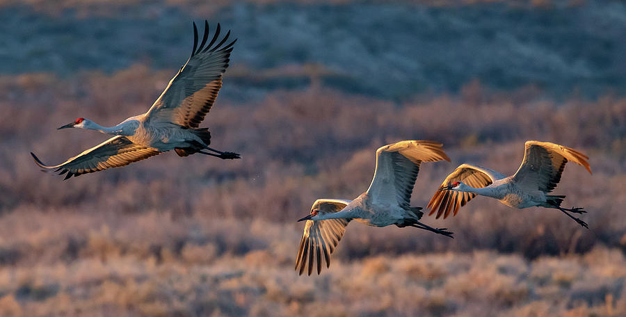 Cranes at Dawn  Photograph by Mindy Musick King