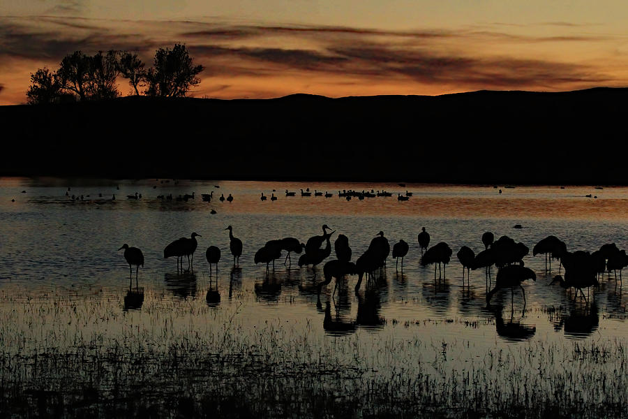 Cranes At South Pond Photograph by Jennifer Robin