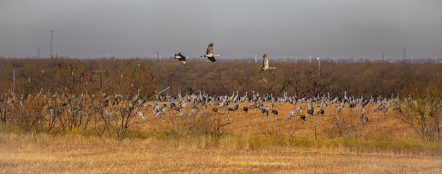 Cranes at Sunrise Photograph by Steve Templeton