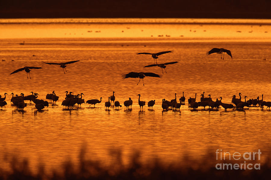 Cranes at Sunset Photograph by Arterra Picture Library