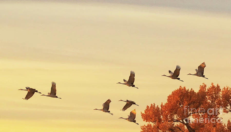 Cranes bidding farewell to the day  Photograph by Ruth Jolly