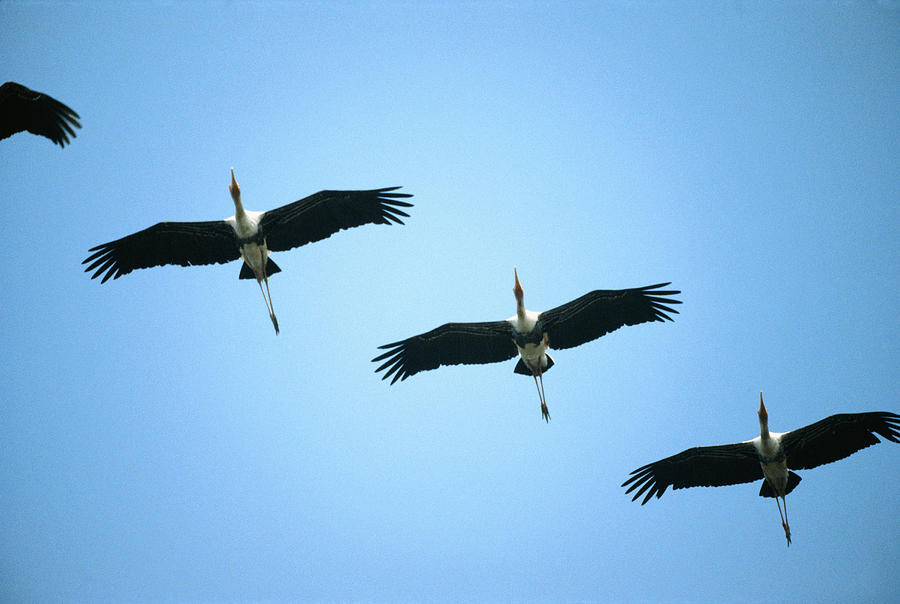 Cranes flying in sky Photograph by David De Lossy