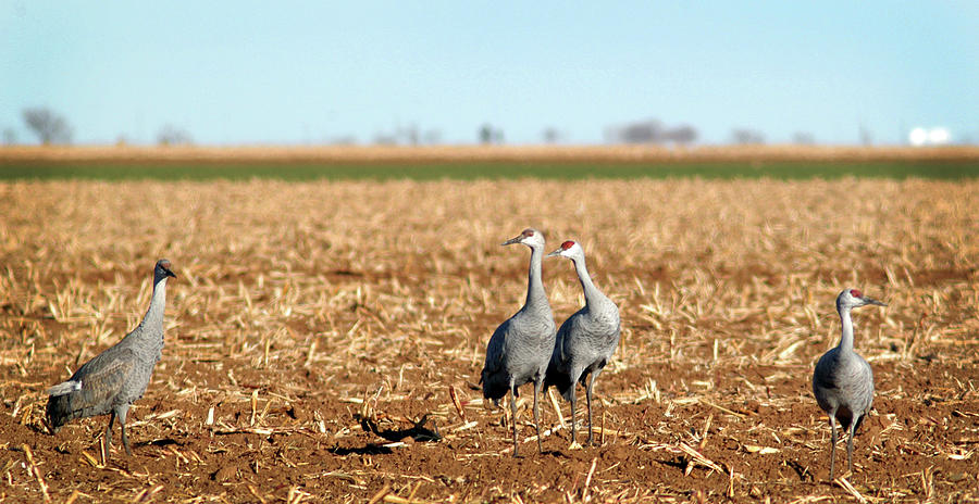 Cranes in Cornfield, Floyd County, Texas Photograph by Richard Porter