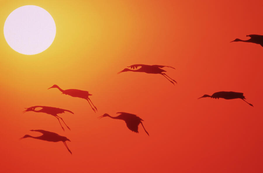 Sunset Photograph - Cranes in flight by Mango Art