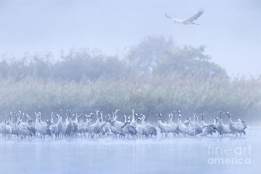 Cranes in the Mist Photograph by Arterra Picture Library