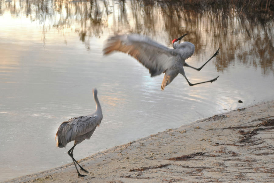 Cranes Mating Dance #2 Photograph by Jerry Griffin