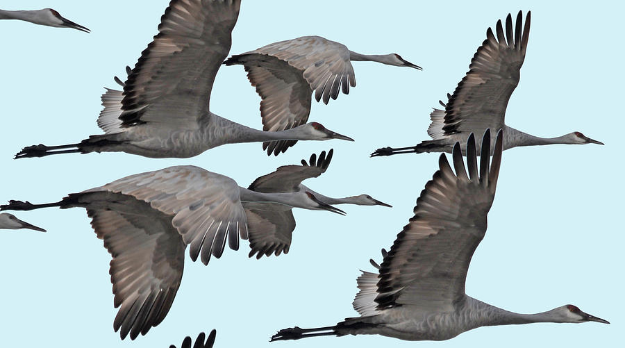 Cranes Migrating North Photograph