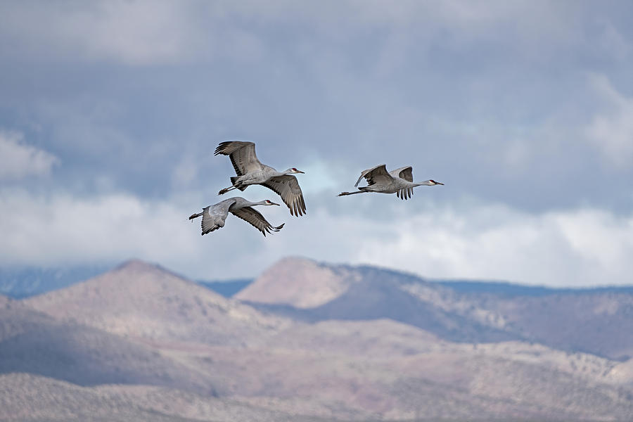 Cranes over the Bosque Photograph by Jack Nevitt
