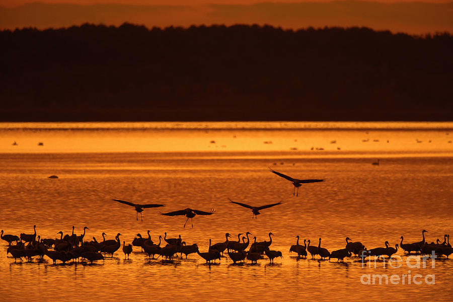Cranes Roosting at Sunset Photograph by Arterra Picture Library