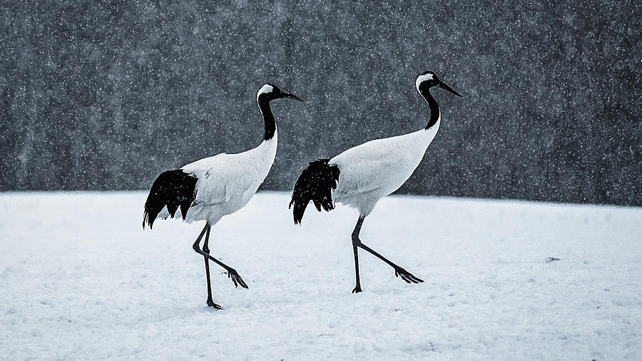 Cranes Walking in a Snow Storm - Japan Photograph by Stuart Litoff