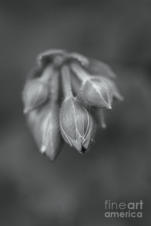 Cranesbill Buds  Photograph by Joy Watson