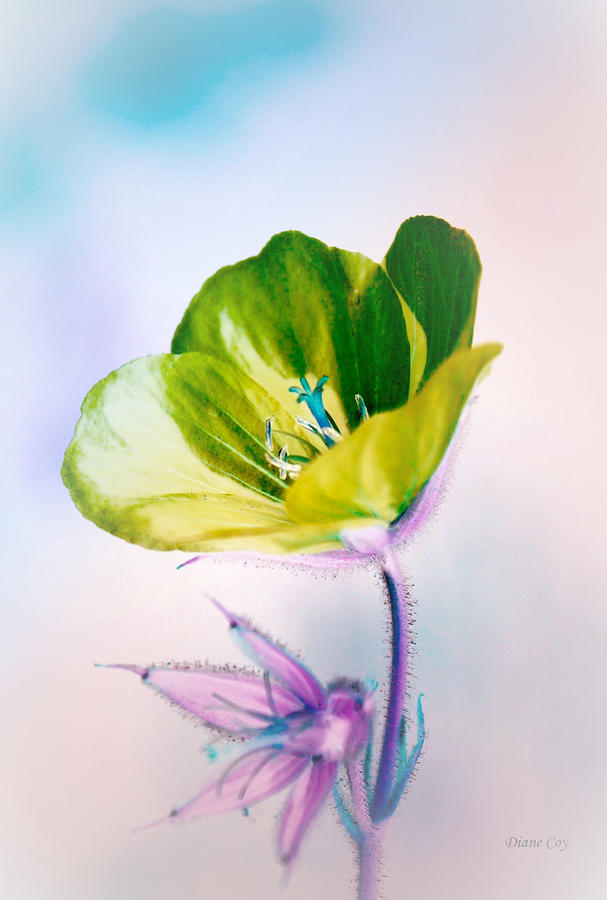 Cranesbill Fantasy Flower Photograph by Diane Lindon Coy