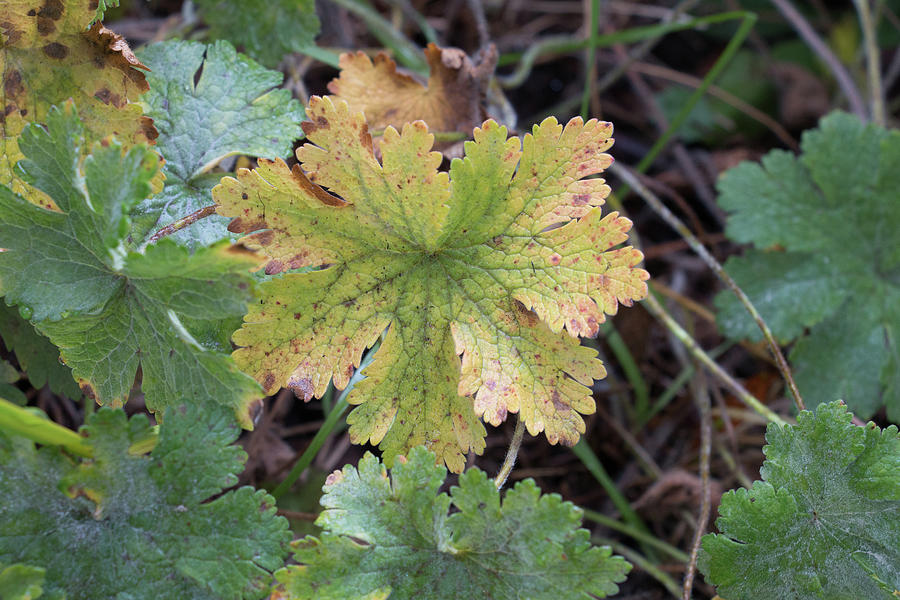 Cranesbill Geranium Leaf Turning Gold And Brown In Autumn Photograph