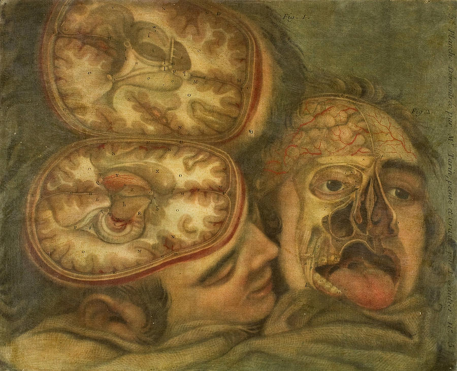 Cranial Dissection, plate five from Anatomy of the Head Relief by Jacques Fabien Gautier dAgoty