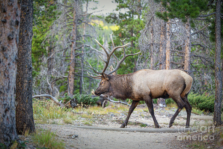 Cranky Elk Photograph