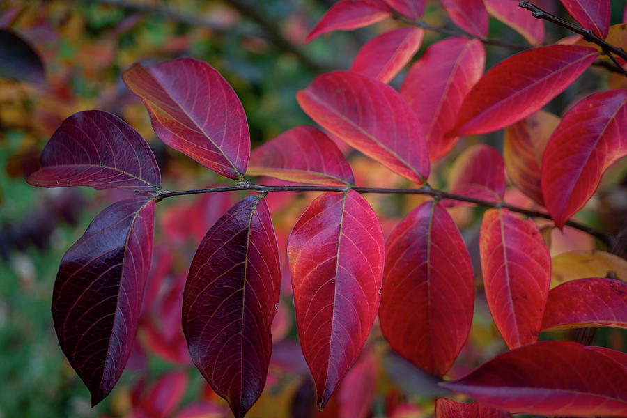 Crape Myrtle Bush, Fall Leaves Photograph by Linda Howes - Fine Art America