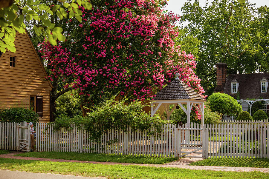 Crape Myrtle in Colonial Williamsburg Photograph by Rachel Morrison