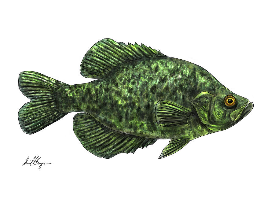 Black Crappie Digital Art by David Burgess - Fine Art America