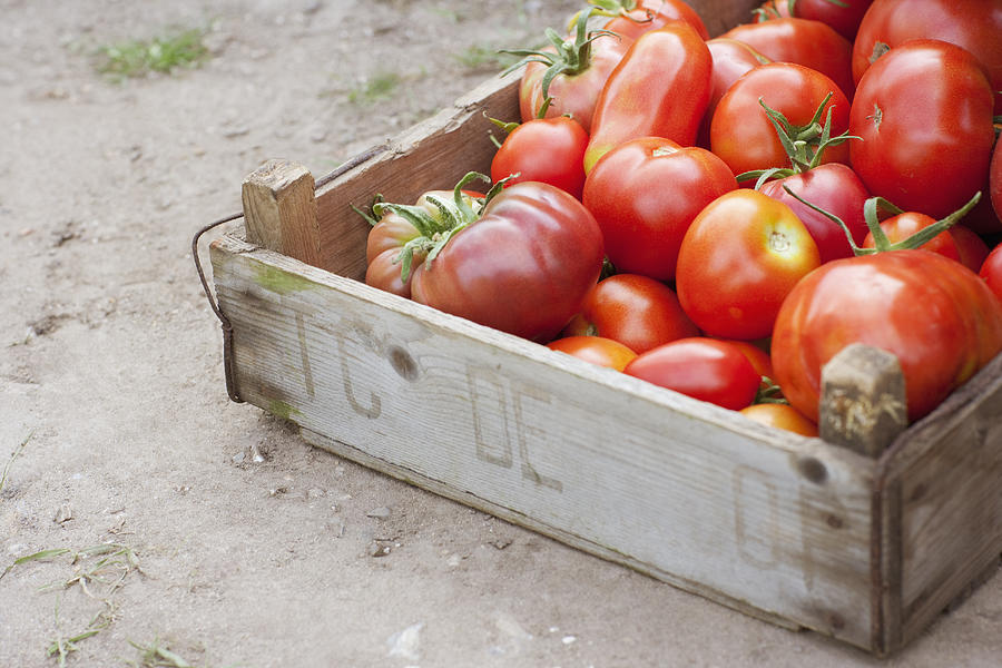 Crate of organic tomatoes Photograph by Sam Edwards