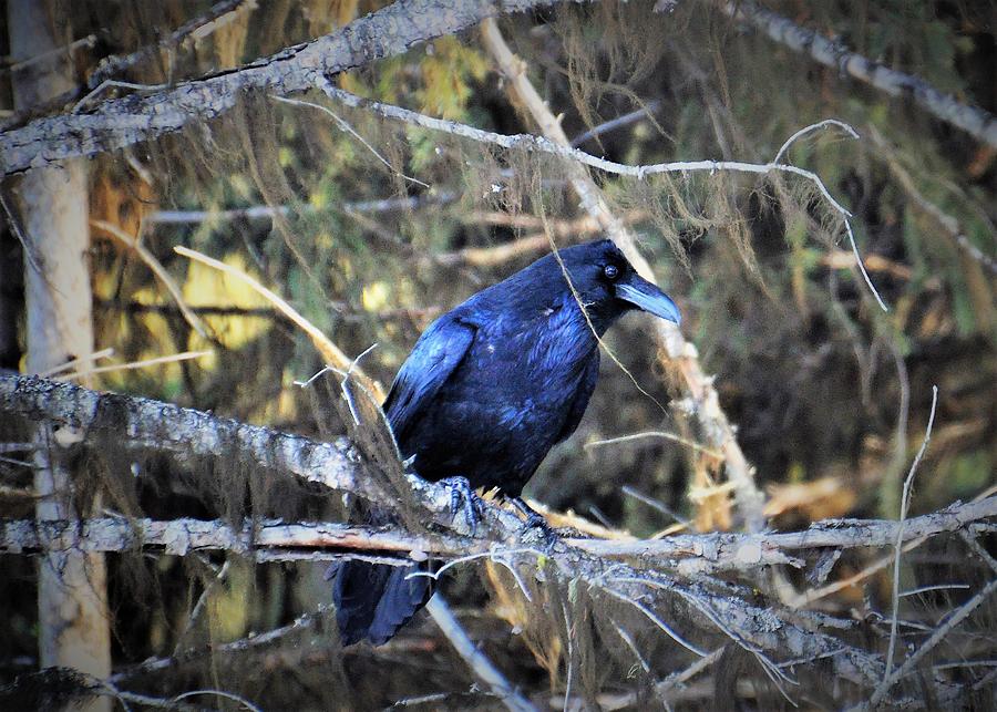 Cravin Raven Photograph by Mike Helland