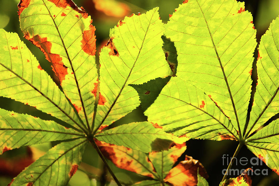 Crawfordsburn Park Leaf Detail Photograph by Eddie Barron