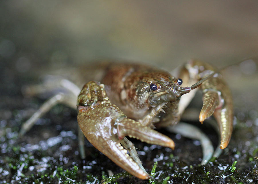 Crayfish Closeup Photograph by Ronnie Corn - Fine Art America