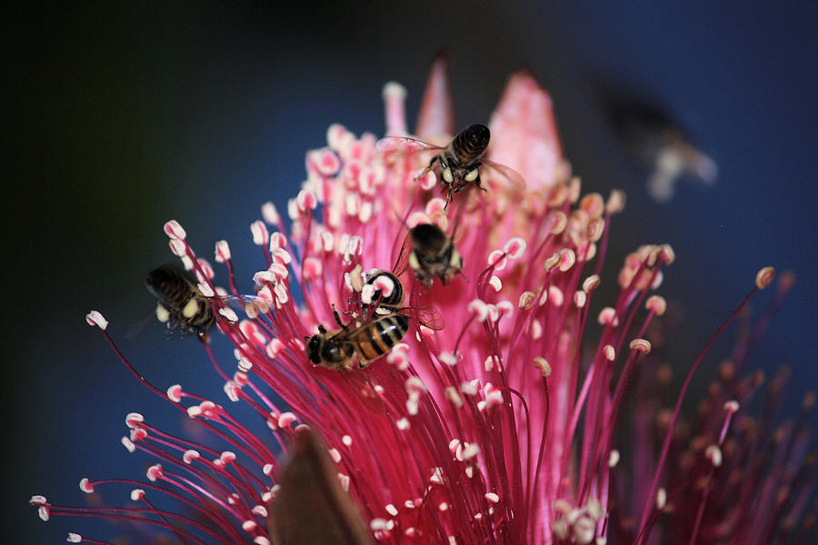 Crazy Bees Photograph by Montez Kerr