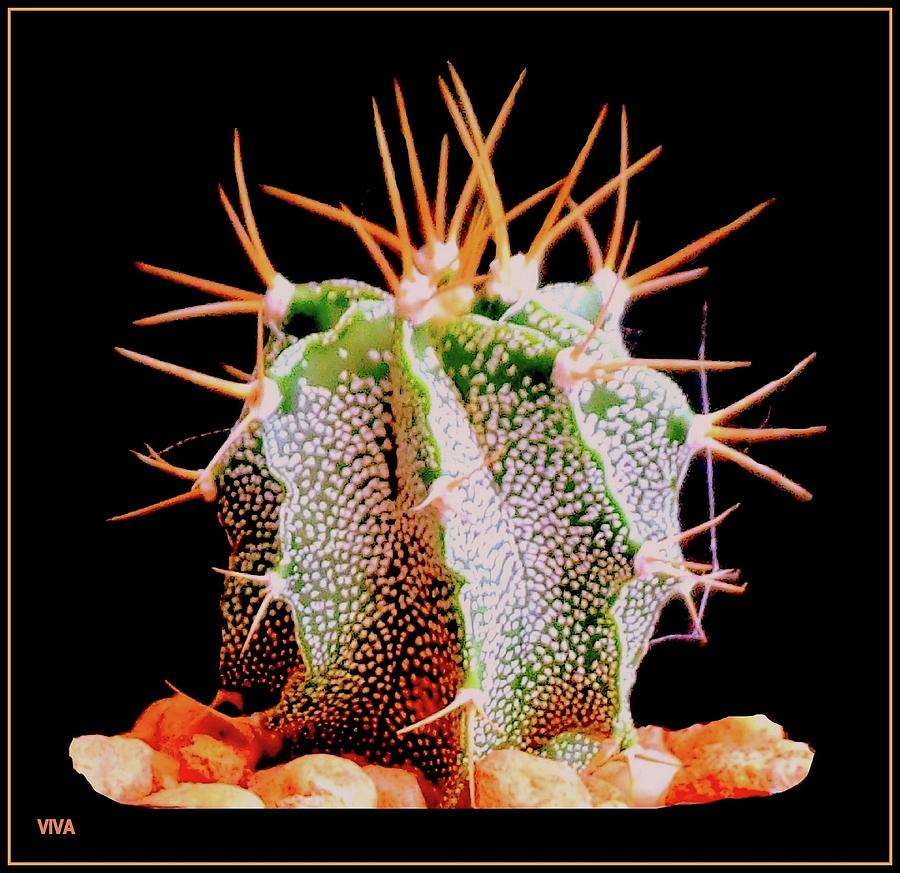 Crazy  Cactus Photograph by VIVA Anderson