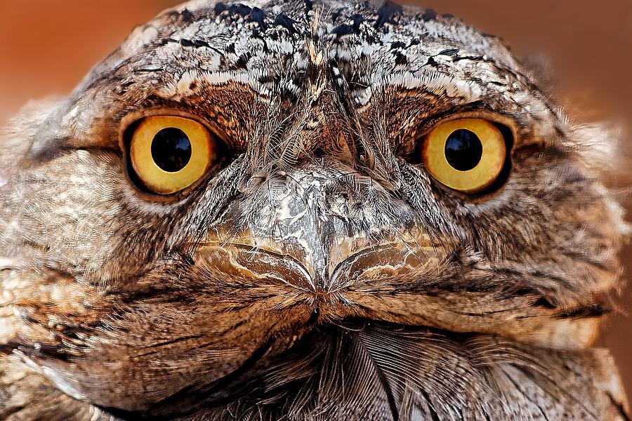 Crazy Cute - Tawny Frogmouth Photograph by KJ Swan