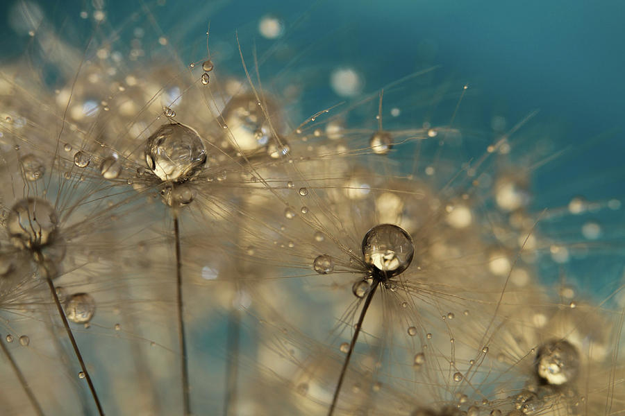 Crazy Dandelion Sparkles II Photograph by Sharon Johnstone
