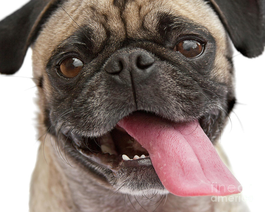 Crazy Tongue Pug Joy Photograph by Renee Spade Photography