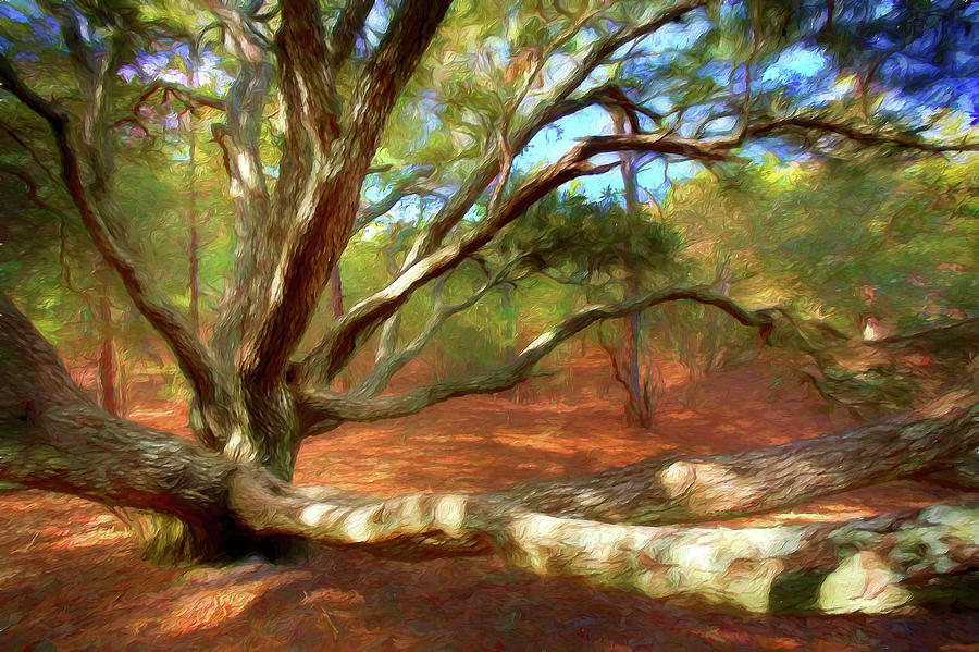 Crazy Tree ap Painting by Dan Carmichael