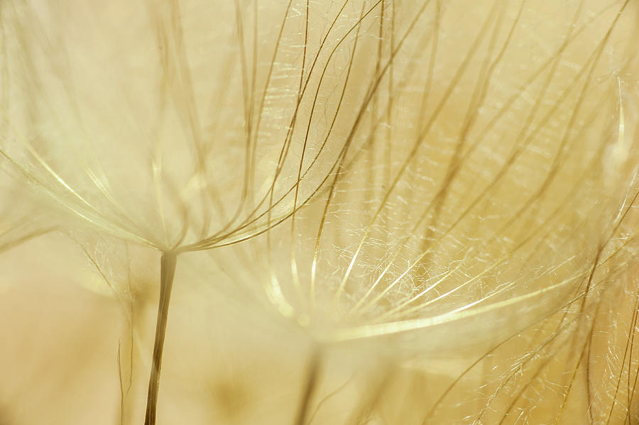 Cream Dandelions Photograph by Iris Greenwell