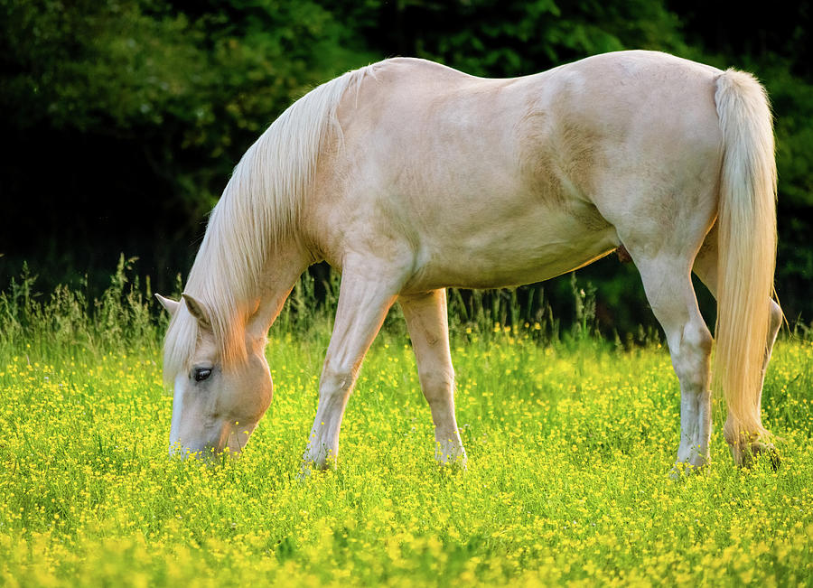 Cream Horse in the Spring Buttercups Photograph by Rachel Morrison