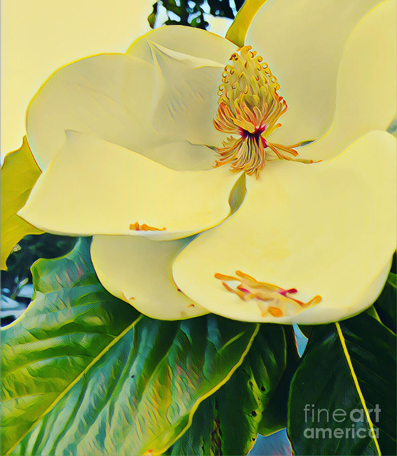 Cream of Magnolia  Photograph by Reena Kapoor