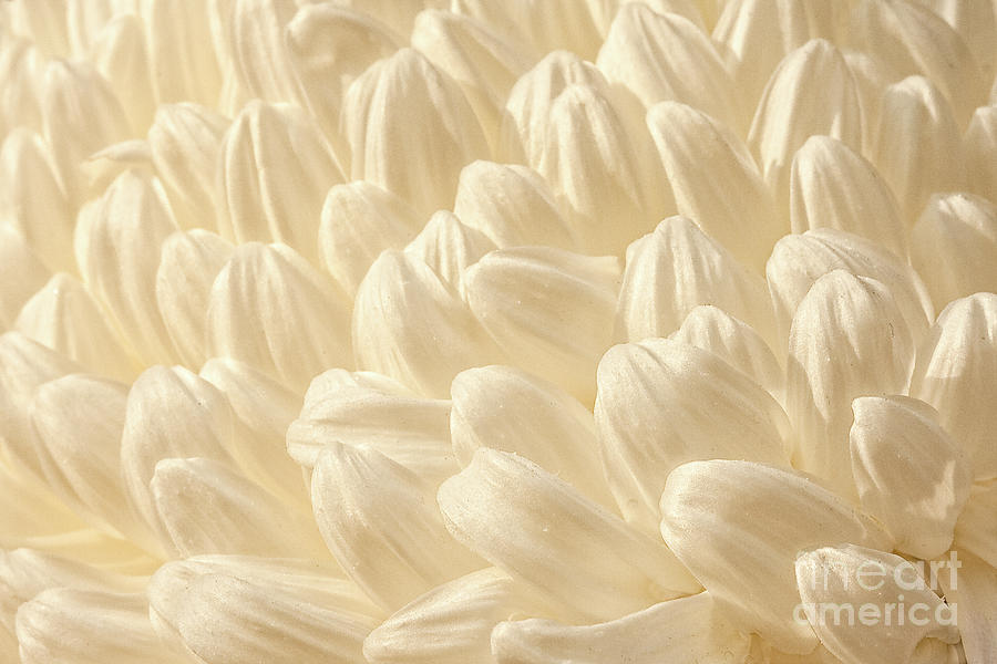 Cream Petals Photograph by Marilyn Cornwell