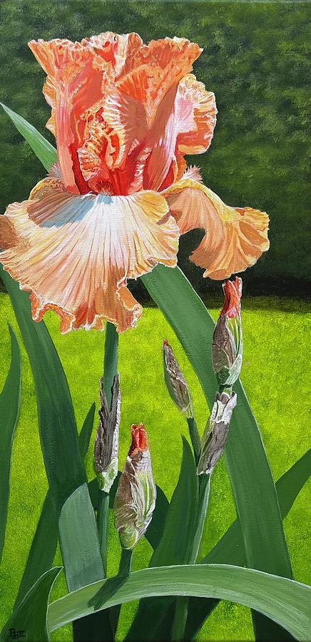 Iris Painting - Creamsicle Iris by Boots Quimby