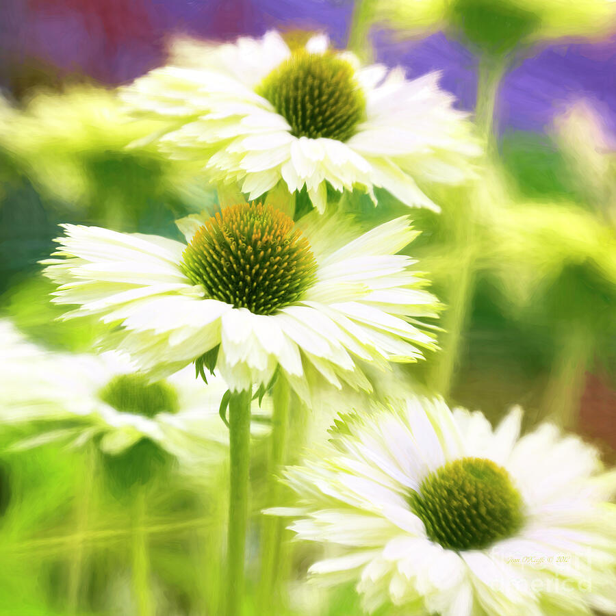 Creamsicle Digital Art by Macro Abundance Art Creamsicle Digital Art by Macro Abundance Art
