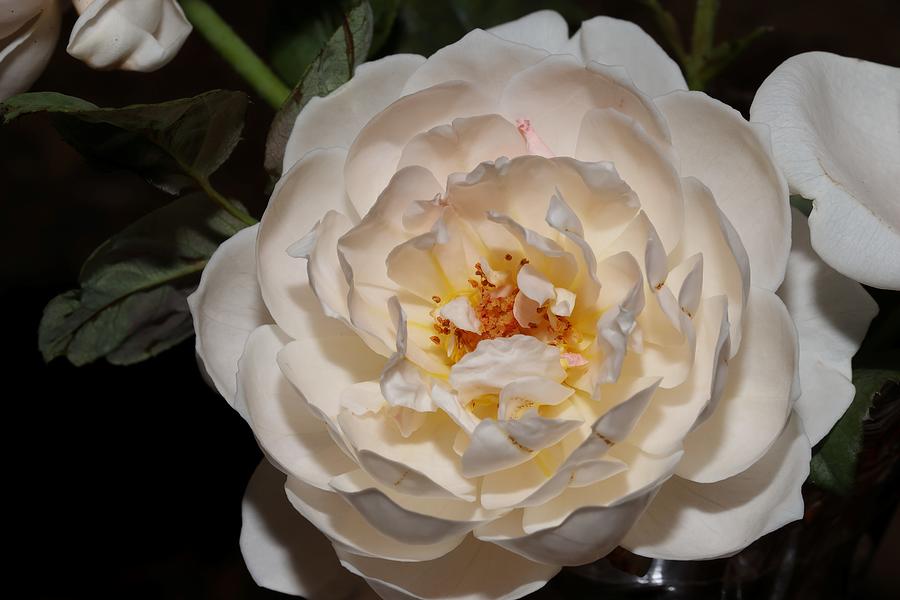 Creamy Fragrant Rose Photograph by Mingming Jiang