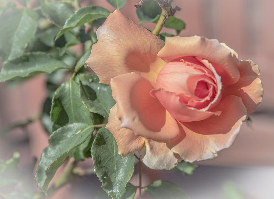 Creamy Peach Rose Photograph by Venetia Featherstone-Witty
