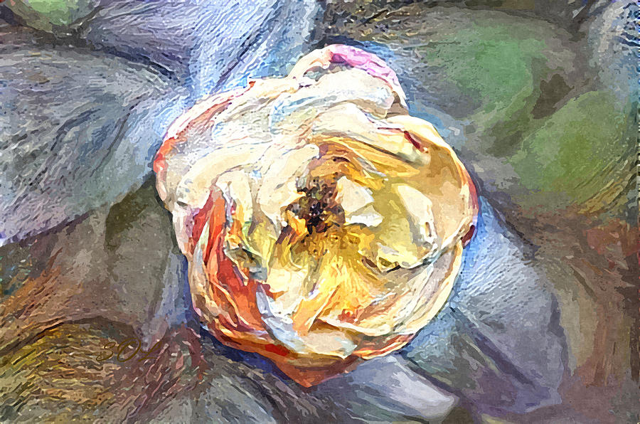 Creamy White Knock Out Rose Digital Painting Photograph by Sandi OReilly