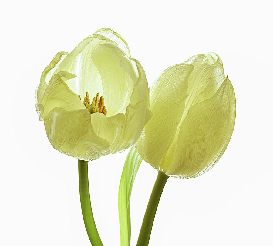 Creamy yellow tulips Photograph by Loredana Gallo Migliorini