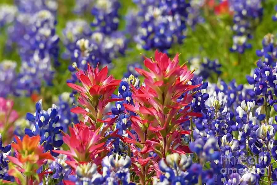 Bluebonnets And Indian Paintbrush Photograph by Karin Gandee - Pixels