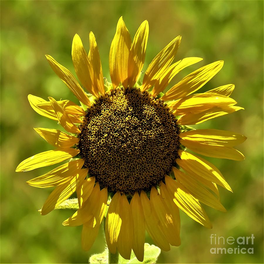 Sunflower Square Photograph by Karin Gandee - Fine Art America