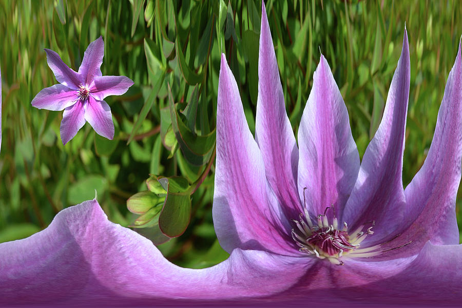 Creation Of Clematis Photograph